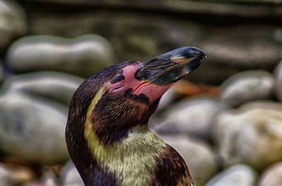 Close-up of a penguin 