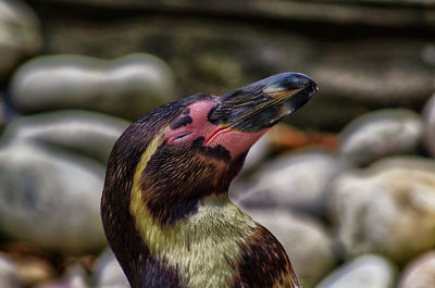 Close-up of a bird