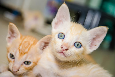 Close-up of kittens at home