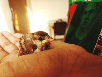 Cropped hand holding baby chick