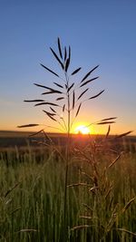 View of stalks in field at sunset