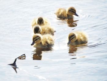 Ducks in a lake