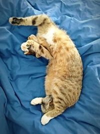 High angle view of cat sleeping on bed