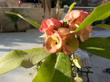 Close-up of pink flowers