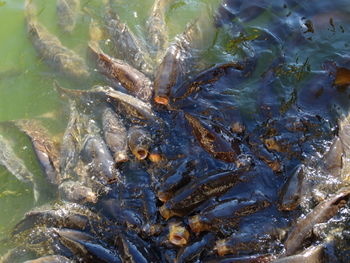 Close-up of fish in water