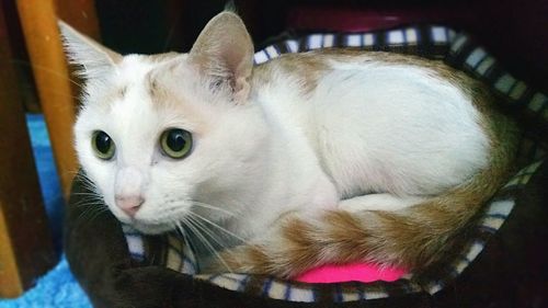 Close-up portrait of cat