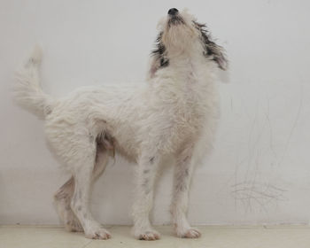 Dog standing against white wall