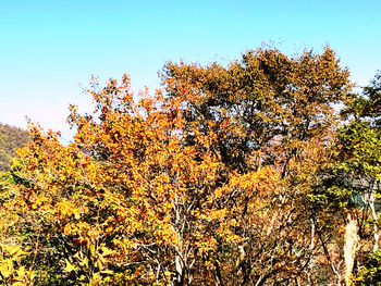 Low angle view of autumnal tree against sky