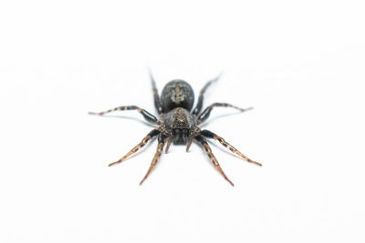 Close-up of spider on white background