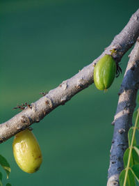 Two fruits whit different colour