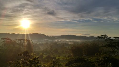 Scenic view of forest against bright sky at morning