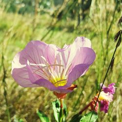 Close-up of purple flowering plant on field