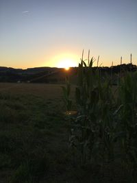 Scenic view of field against clear sky during sunset