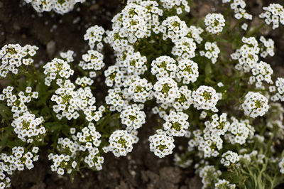 Close-up of white flowering plants