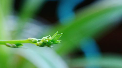 Close-up of plant against blurred background