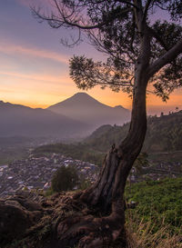 Scenic view of tree against sky during sunset