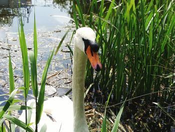 Close-up of swan on lake