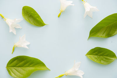 Close-up of leaves over white background