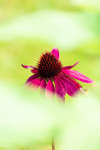 Close-up of pink flower