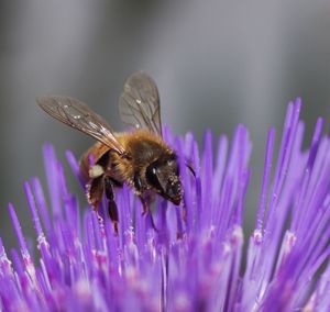 Close-up of bee pollinating on purple flower