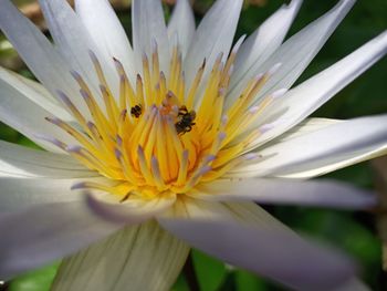 Close-up of bee pollinating on flower