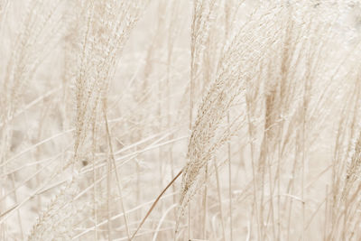 Close-up of wheat field