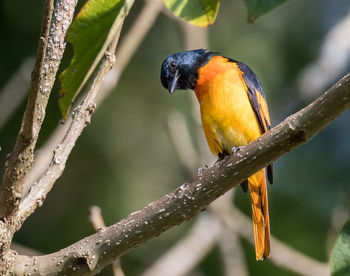 Close-up of bird perching on branch