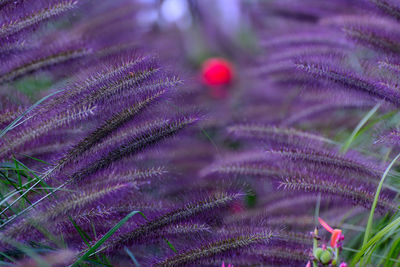 Close-up of purple flowering plant