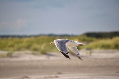 Close-up of bird flying against sky