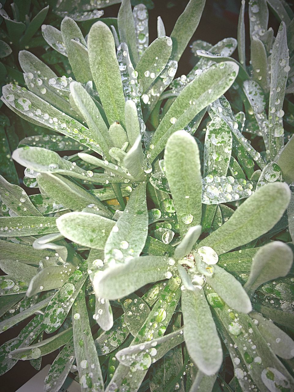 growth, nature, green color, beauty in nature, plant, close-up, leaf, wet, no people, outdoors, freshness, day, water