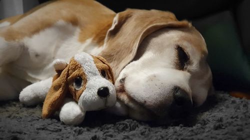 Close-up of a dog sleeping
