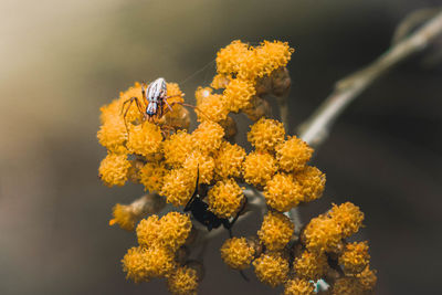 Close-up of bee on flower