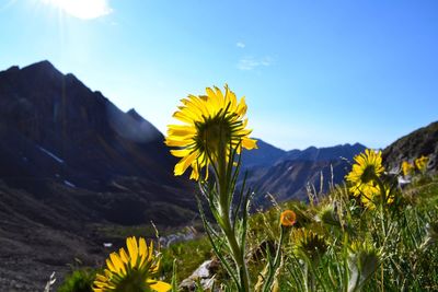 Close-up of yellow flowering plant against sky