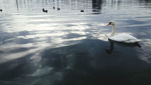 Swan swimming in lake