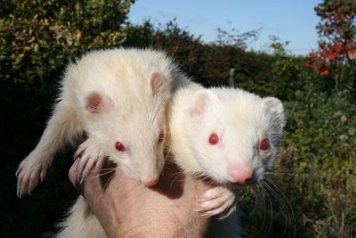 Cropped image of hand holding rodents