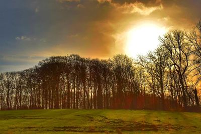 Trees on field against sky at sunset