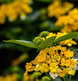 Close-up of yellow flowering plant