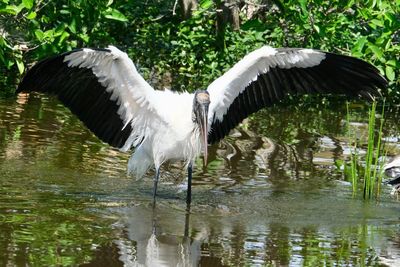 Bird flying over lake