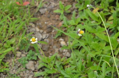 High angle view of small flower on field