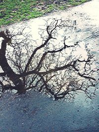 Bare trees along road