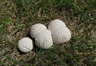 High angle view of mushroom in field