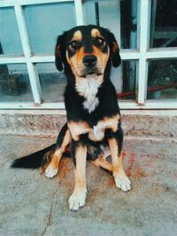 Portrait of dog sitting on floor