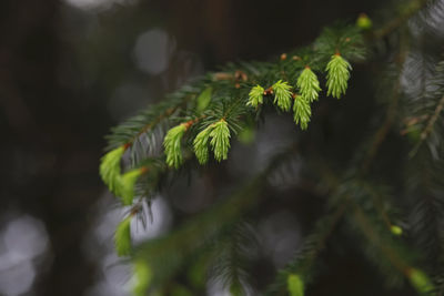 Close-up of fresh green leaves