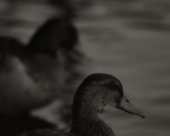 Close-up of duck swimming in lake