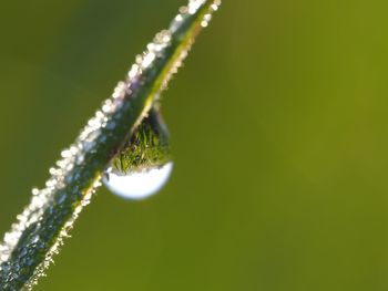 Close-up of green leaf