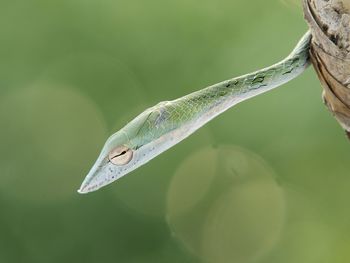 Close-up of grasshopper on leaf