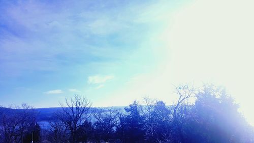 Low angle view of trees against blue sky