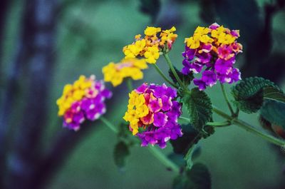 Close-up of purple flower