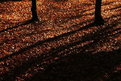 Fallen leaves on tree trunk