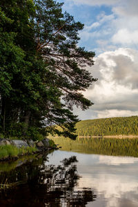 Reflection of trees in lake